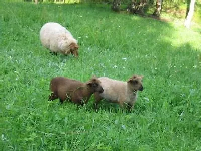 Haus Am Gruendel Апартаменты